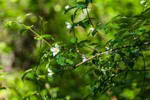 Scentless mock orange(Philadelphus inodorus)