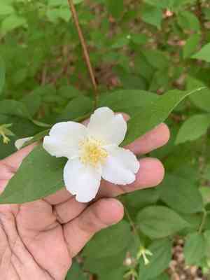 Scentless mock orange(Philadelphus inodorus)
