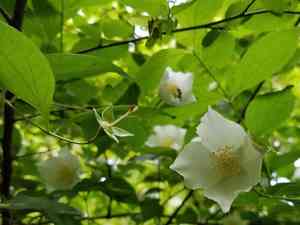 Scentless mock orange(Philadelphus inodorus)