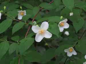Scentless mock orange(Philadelphus inodorus)