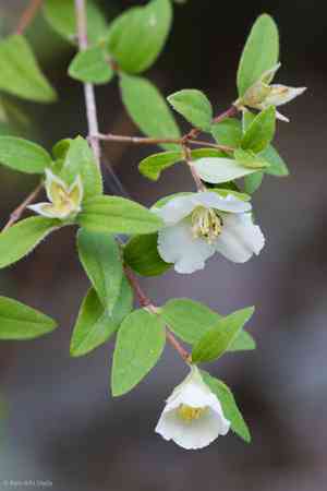Littleleaf mock-orange(Philadelphus microphyllus)