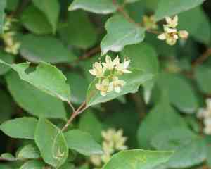 Mock orange(Philadelphus pekinensis)