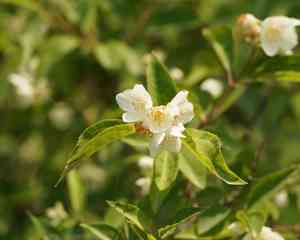 Mock orange(Philadelphus pekinensis)