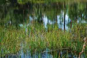 Woolly frog's mouth(Philydrum lanuginosum)