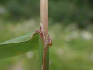 Phleum hirsutum(Phleum hirsutum)