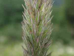 Phleum hirsutum(Phleum hirsutum)