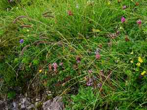 Phleum hirsutum(Phleum hirsutum)