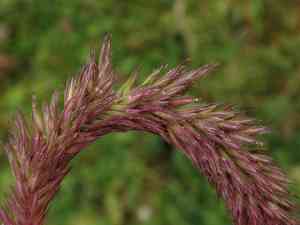 Phleum hirsutum(Phleum hirsutum)