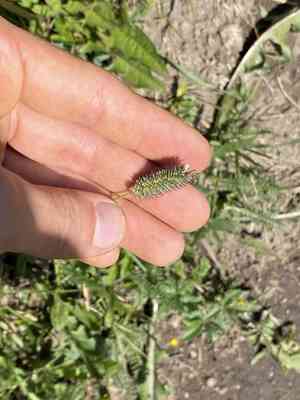 Timothy (Phleum)(Phleum)