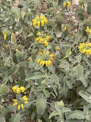 Shrubby jerusalem sage(Phlomis fruticosa)