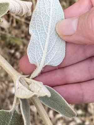 Shrubby jerusalem sage(Phlomis fruticosa)