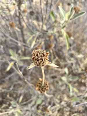 Shrubby jerusalem sage(Phlomis fruticosa)