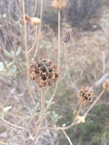Shrubby jerusalem sage
