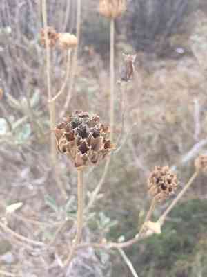 Shrubby jerusalem sage(Phlomis fruticosa)