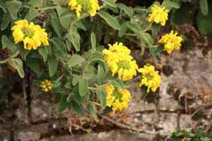 Shrubby jerusalem sage(Phlomis fruticosa)