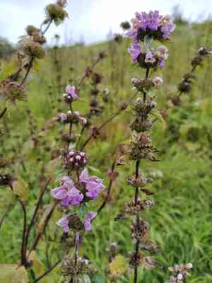 Tuberous jerusalem sage(Phlomoides tuberosa)