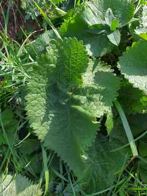 Tuberous jerusalem sage(Phlomoides tuberosa)