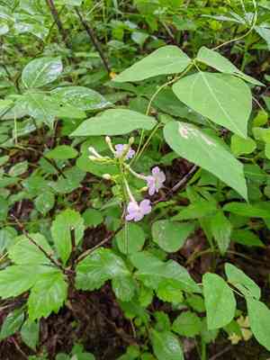 Largeleaf Phlox(Phlox amplifolia)