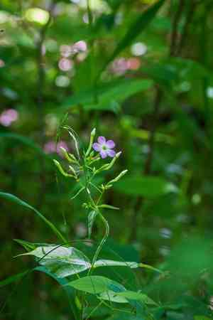 Largeleaf Phlox(Phlox amplifolia)
