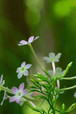 Largeleaf Phlox(Phlox amplifolia)