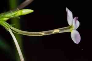 Largeleaf Phlox(Phlox amplifolia)