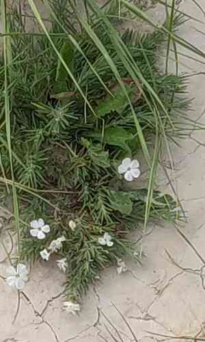 Prairie phlox(Phlox andicola)