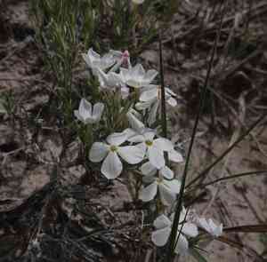 Prairie phlox(Phlox andicola)