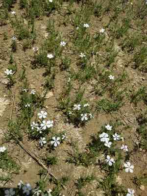 Prairie phlox(Phlox andicola)