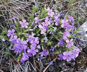 Tufted phlox(Phlox caespitosa)