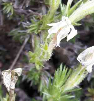 Tufted phlox(Phlox caespitosa)