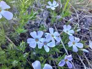 Tufted phlox(Phlox caespitosa)