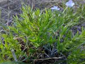 Tufted phlox(Phlox caespitosa)