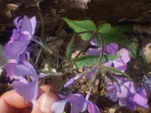 Wild blue phlox(Phlox divaricata)