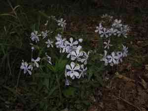 Wild blue phlox(Phlox divaricata)