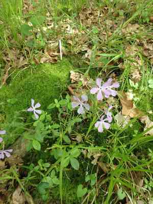 Wild blue phlox(Phlox divaricata)