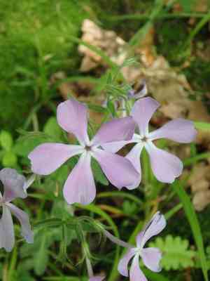 Wild blue phlox(Phlox divaricata)