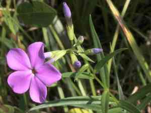 Smooth phlox(Phlox glaberrima)