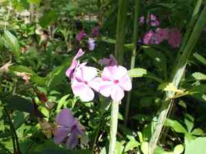 Smooth phlox(Phlox glaberrima)