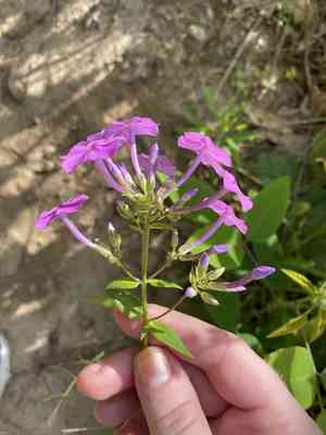 Smooth phlox(Phlox glaberrima)