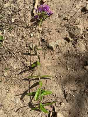 Smooth phlox(Phlox glaberrima)