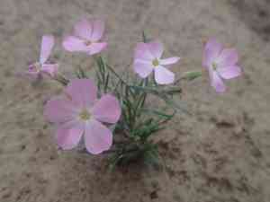 Longleaf phlox(Phlox longifolia)