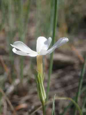Longleaf phlox(Phlox longifolia)