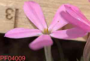 Longleaf phlox(Phlox longifolia)