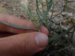 Longleaf phlox(Phlox longifolia)