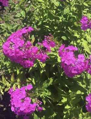 Garden phlox(Phlox paniculata)