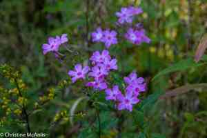 Garden phlox(Phlox paniculata)