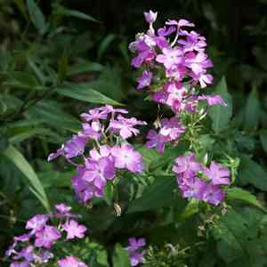 Garden phlox(Phlox paniculata)
