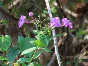Garden phlox(Phlox paniculata)