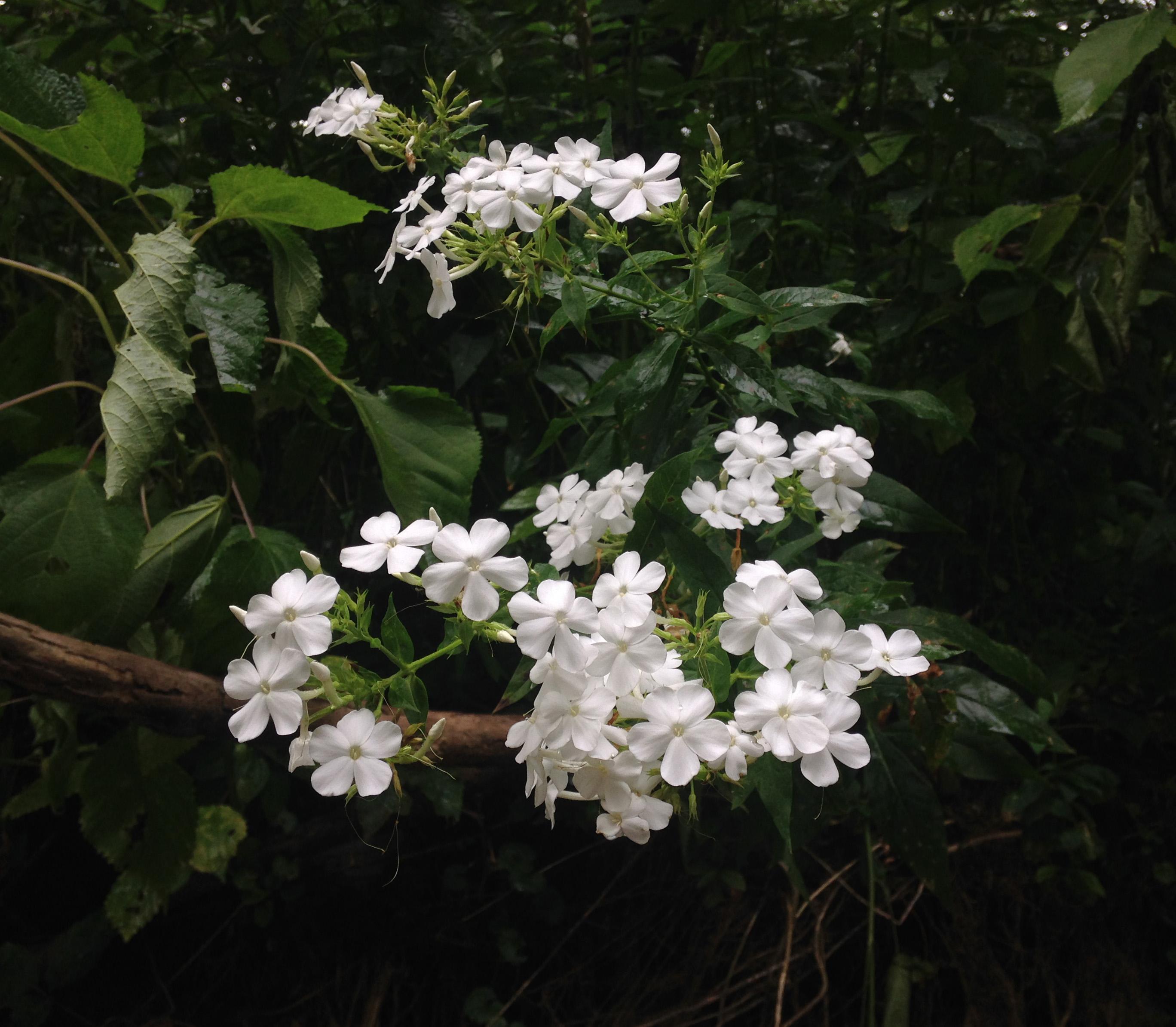Garden phlox