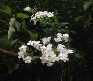 Garden phlox(Phlox paniculata)